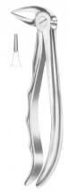  Fig. 33L lower roots 